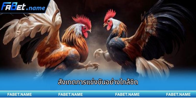 ไก่ชน 168 FABET – เวทีชนไก่ระดับพรีเมียม ที่เต็มไปด้วยความมันส์ทุกวินาที 3 สังเกตการแข่งขันอย่างใกล้ชิด