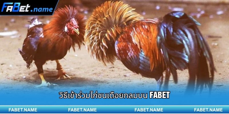 ไก่ชนเดือยกลม กำลังกลายเป็นกระแสใหม่บน FABET 2 วิธีเข้าร่วมไก่ชนเดือยกลมบน FABET