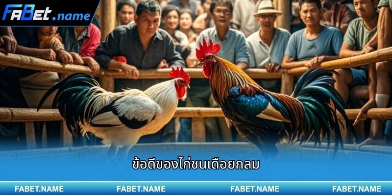 ไก่ชนเดือยกลม กำลังกลายเป็นกระแสใหม่บน FABET 3 ข้อดีของไก่ชนเดือยกลม