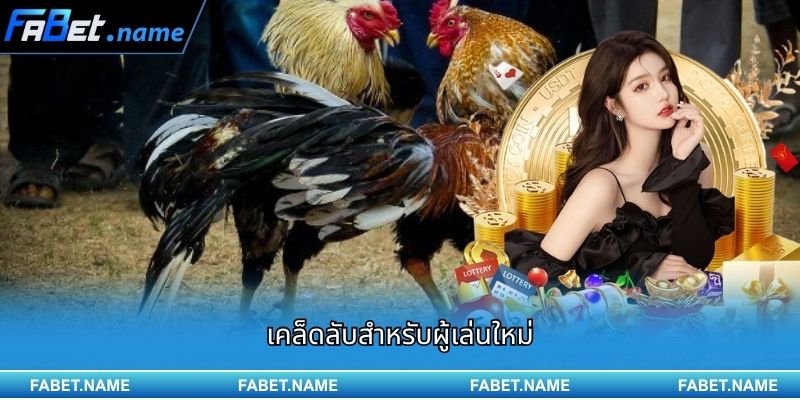 ไก่ชนเดือยกลม กำลังกลายเป็นกระแสใหม่บน FABET 4 เคล็ดลับสำหรับผู้เล่นใหม่